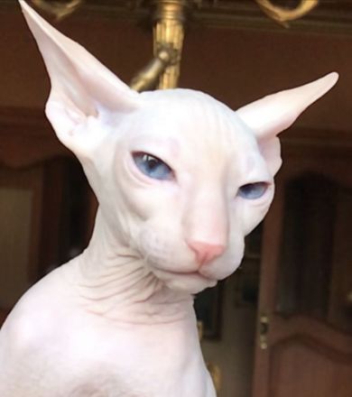 PETERBALD - Kätzche - ausgezeichnete Abstammung (FIFE) - viele Champions im Blut - mehrere Weltmeist