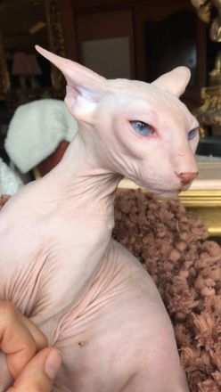 PETERBALD - Kätzche - ausgezeichnete Abstammung (FIFE) - viele Champions im Blut - mehrere Weltmeist