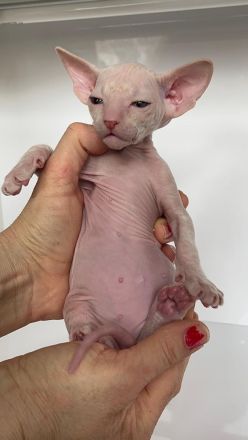 PETERBALD - Kätzche - ausgezeichnete Abstammung (FIFE) - viele Champions im Blut - mehrere Weltmeist