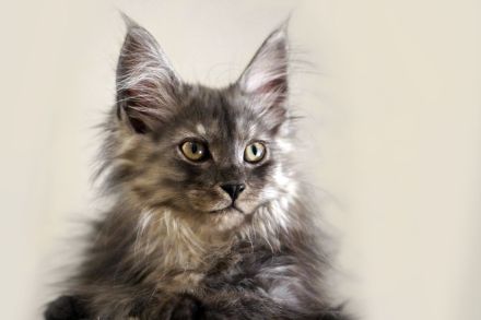 Maine Coon mit Stammbaum und niedrigem coi
