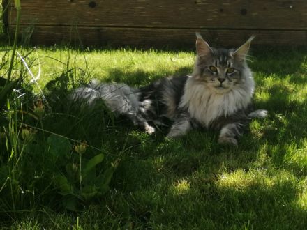 Maine Coon mit Stammbaum und niedrigem coi