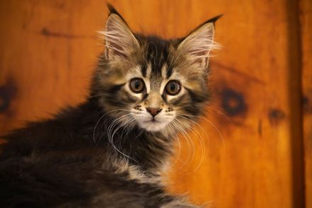 Maine Coon mit Stammbaum und niedrigem coi