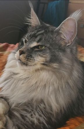 Maine Coon mit Stammbaum und niedrigem coi
