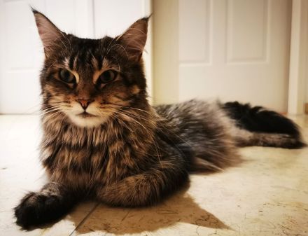Maine Coon mit Stammbaum und niedrigem coi