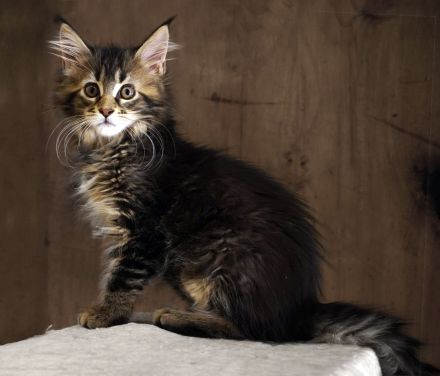 Maine Coon mit Stammbaum und niedrigem coi