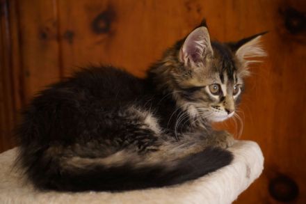 Maine Coon mit Stammbaum und niedrigem coi