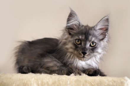Maine Coon mit Stammbaum und niedrigem coi