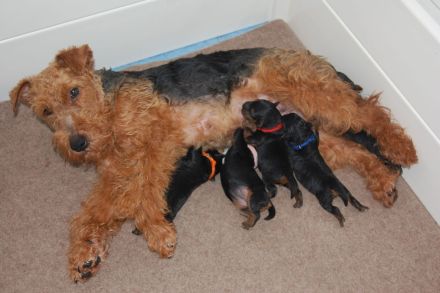 Welsh Terrier Welpen