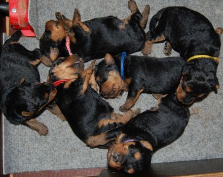 Welsh Terrier Welpen
