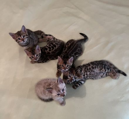 Reinrassige Bengalkitten mit Stammbaum zu verkaufen
