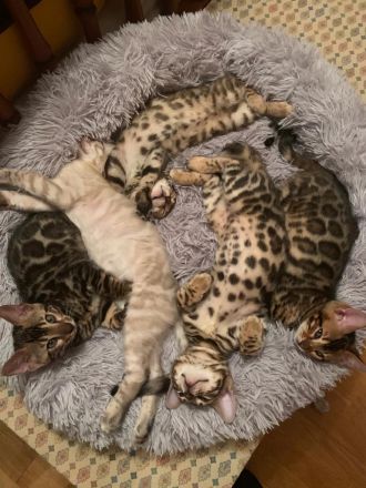 Reinrassige Bengalkitten mit Stammbaum zu verkaufen