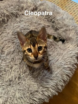 Reinrassige Bengalkitten mit Stammbaum zu verkaufen