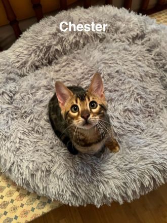 Reinrassige Bengalkitten mit Stammbaum zu verkaufen