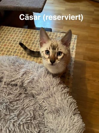 Reinrassige Bengalkitten mit Stammbaum zu verkaufen