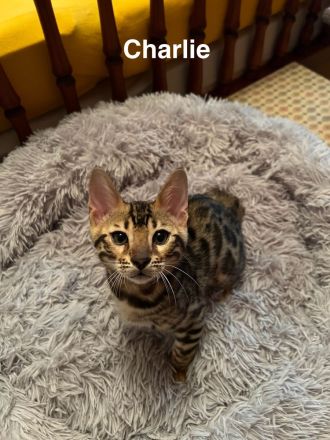 Reinrassige Bengalkitten mit Stammbaum zu verkaufen