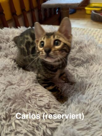 Reinrassige Bengalkitten mit Stammbaum zu verkaufen