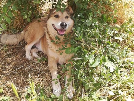 Kimba sehr lieb und etwas schüchtern