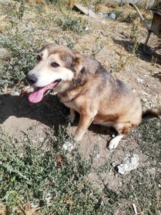 Kimba sehr lieb und etwas schüchtern