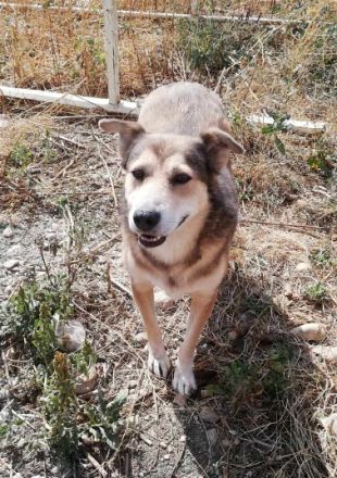 Kimba sehr lieb und etwas schüchtern