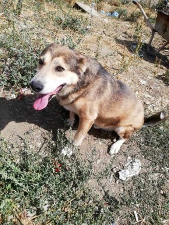 Kimba sehr lieb und etwas schüchtern