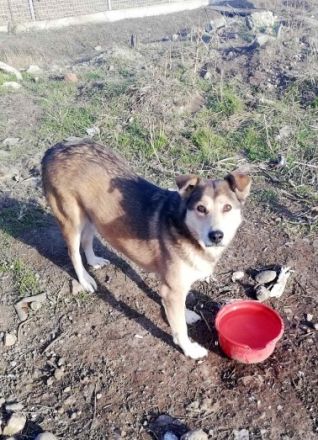 Kimba sehr lieb und etwas schüchtern