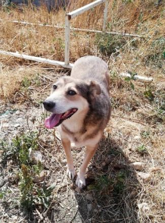 Kimba sehr lieb und etwas schüchtern