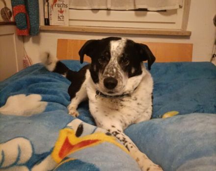 Katzenkenner Joshua sucht ein geduldiges Zuhause