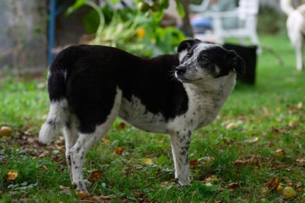 Katzenkenner Joshua sucht ein geduldiges Zuhause