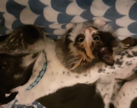 Katzenkenner Joshua sucht ein geduldiges Zuhause