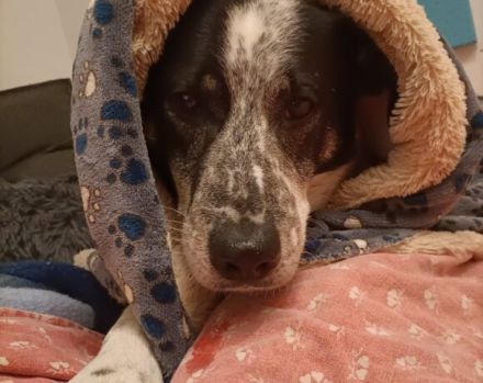 Katzenkenner Joshua sucht ein geduldiges Zuhause