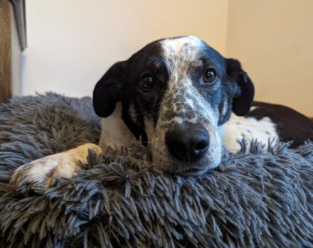 Katzenkenner Joshua sucht ein geduldiges Zuhause