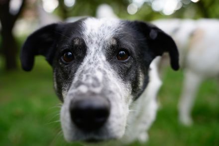 Katzenkenner Joshua sucht ein geduldiges Zuhause