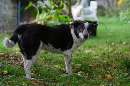 Katzenkenner Joshua sucht ein geduldiges Zuhause