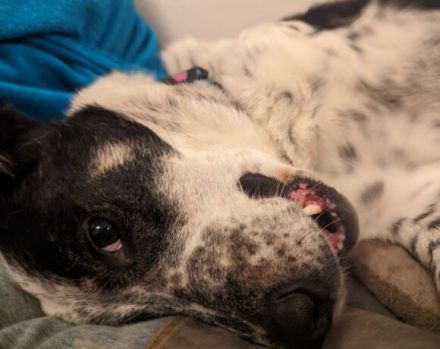 Katzenkenner Joshua sucht ein geduldiges Zuhause