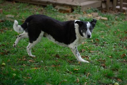 Katzenkenner Joshua sucht ein geduldiges Zuhause