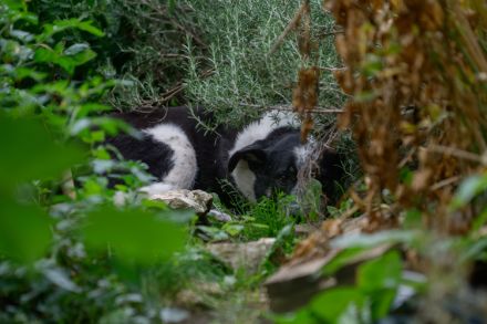 Katzenkenner Joshua sucht ein geduldiges Zuhause