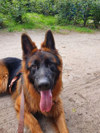 Altdeutscher Schäferhund Leo