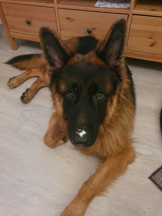 Altdeutscher Schäferhund Leo