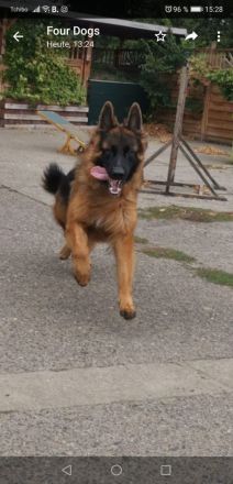 Altdeutscher Schäferhund Leo