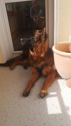 Altdeutscher Schäferhund Leo