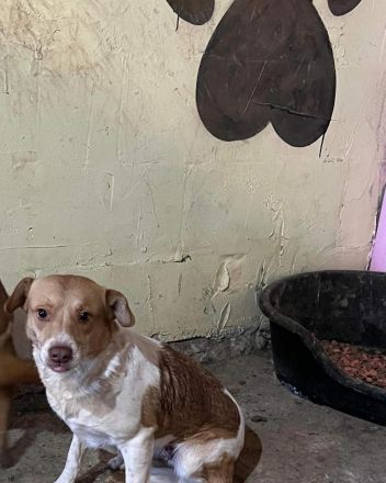 Maya sucht ihre Familie