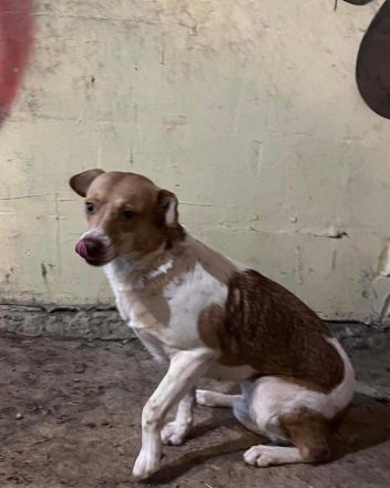 Maya sucht ihre Familie