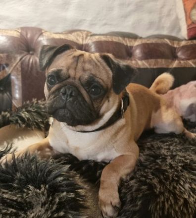 Mops Deckrüde apricot