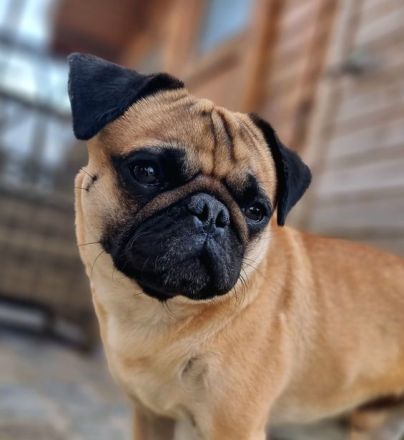 Mops Deckrüde apricot