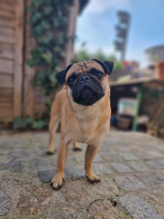 Mops Deckrüde apricot