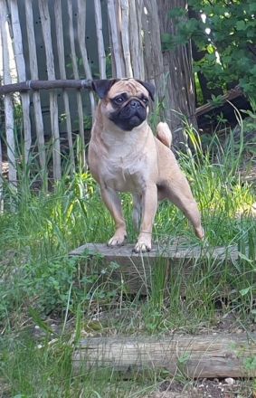 Mops Deckrüde apricot