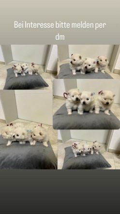 Pomeranian/Zwergspitz Welpen
