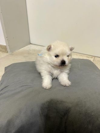 Pomeranian/Zwergspitz Welpen