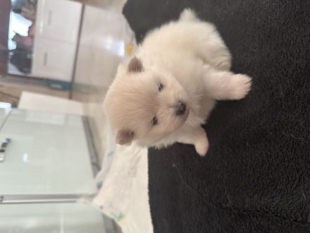 Pomeranian/Zwergspitz Welpen