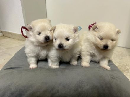 Pomeranian/Zwergspitz Welpen